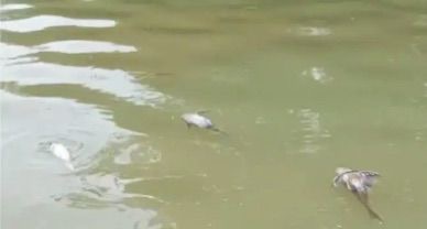 Gudang Kimia Tak Berizin Diduga Cemari Cisadane, Fungsi Pengawasan Pemkot Tangsel Dipertanyakan 2 9d13821e d0bf 4f5d bdb2 df201cf88f90